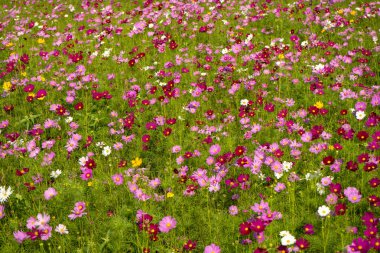 Japon cosmos çiçekler