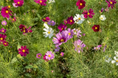 Japon cosmos çiçekler