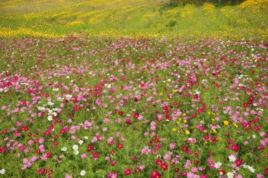 Japon cosmos çiçekler