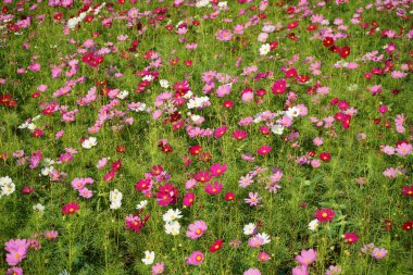 Japon cosmos çiçekler