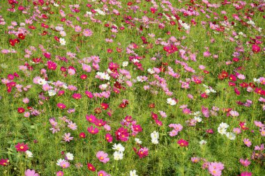 Japon cosmos çiçekler