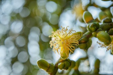 Tilki kuyruğu Palm çiçek yakın çekim. 
