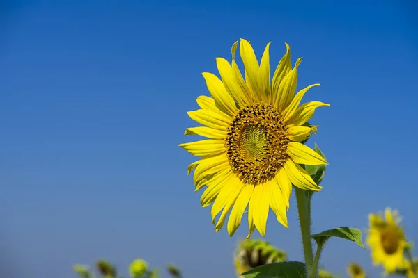 Ayçiçeği kadar kapatın — Stok fotoğraf