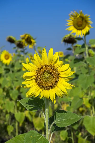 Ayçiçeği kadar kapatın — Stok fotoğraf