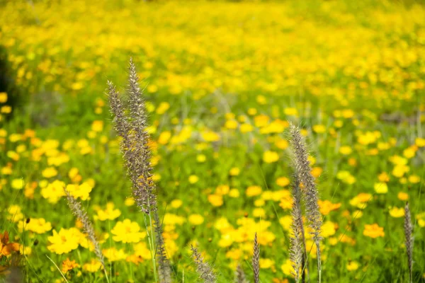 Cosmo giallo fiore sfondo . — Foto Stock