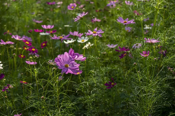 Fiori del cosmo giapponese — Foto Stock