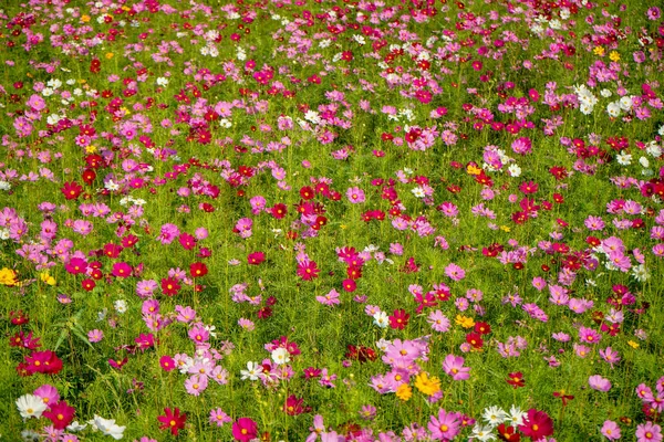 日本語コスモスの花 — ストック写真