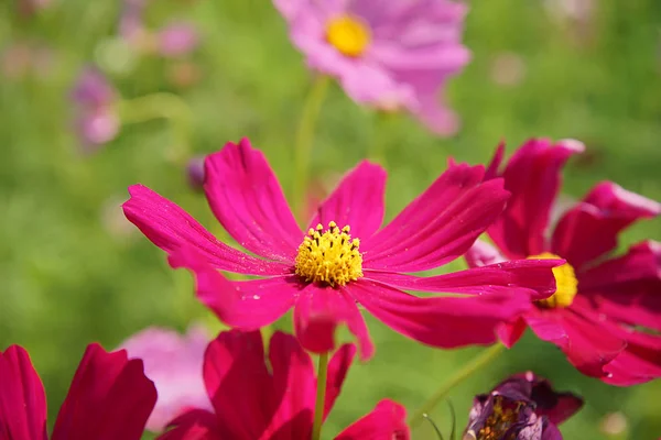 Japanska kosmos blommor — Stockfoto