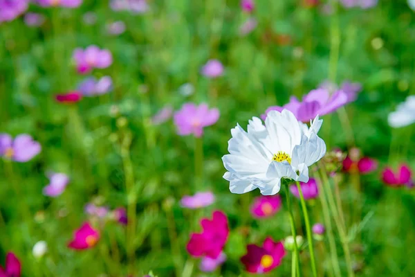 Cosmos japoneses flores — Fotografia de Stock