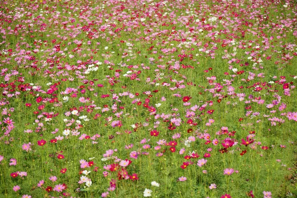 日本語コスモスの花 — ストック写真