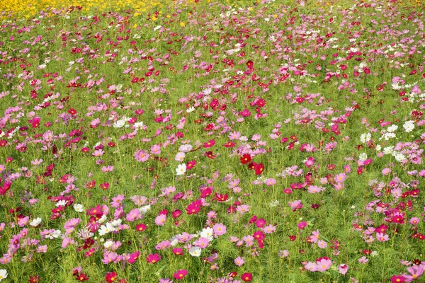 Japanese cosmos flowers — Stock Photo, Image