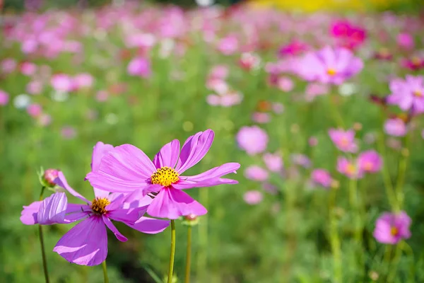 Japon cosmos çiçekler — Stok fotoğraf