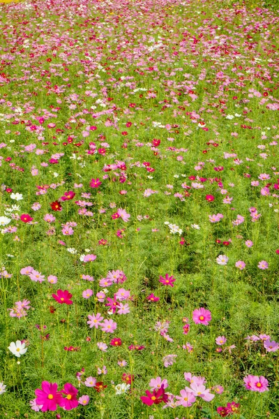 Japanese cosmos flowers — Stock Photo, Image