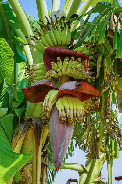 Gros plan de fleur de banane. — Photo