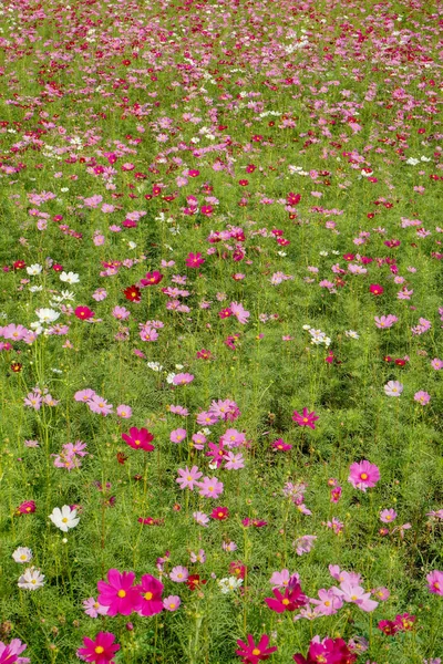 Japanese cosmos flowers — Stock Photo, Image