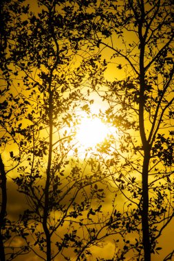 Günbatımı gökyüzü ile ağaç siluet
