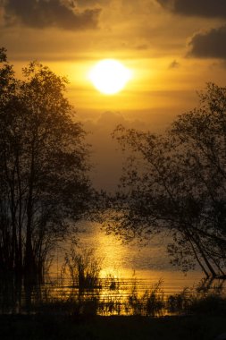 Günbatımı gökyüzü ile ağaç siluet