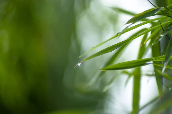 Folhas de bambu frescas com gota de água — Fotografia de Stock