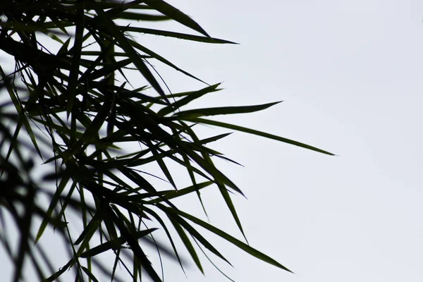 회색 하늘 배경으로 실루엣 대나무 잎. — 스톡 사진