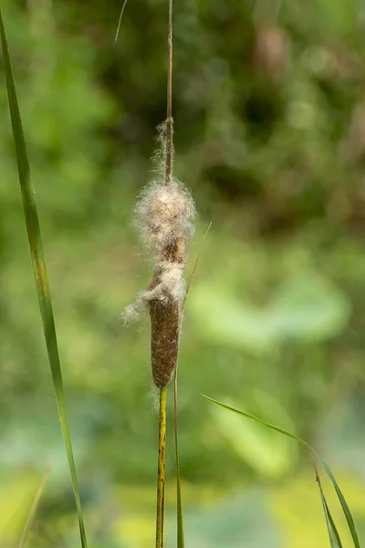 Macro de semillas de Cattail con fondo borroso . — Foto de Stock