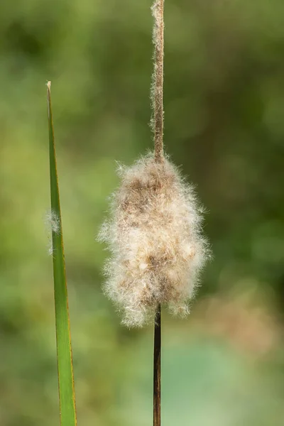 Macro de semillas de Cattail con fondo borroso . — Foto de Stock