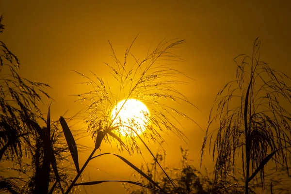 Silhouette flower grass with sun — Stock Photo, Image