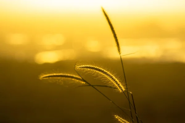 Hierba de flores con fondo de atardecer . — Foto de Stock