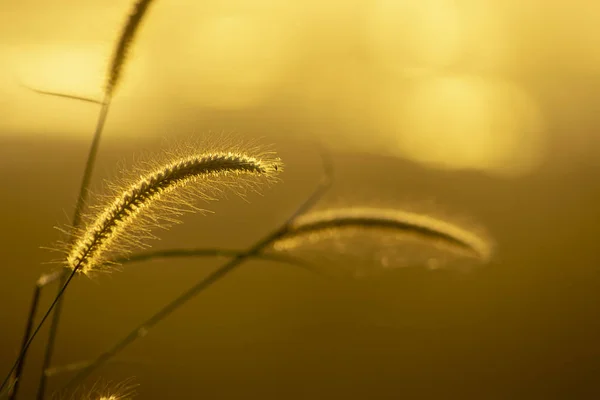 Květ trávy s západ slunce na pozadí. — Stock fotografie