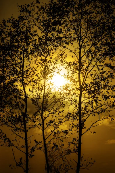 Silhouette arbre avec coucher de soleil ciel — Photo