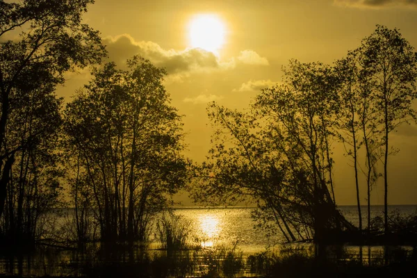 Silhouette arbre avec coucher de soleil ciel — Photo