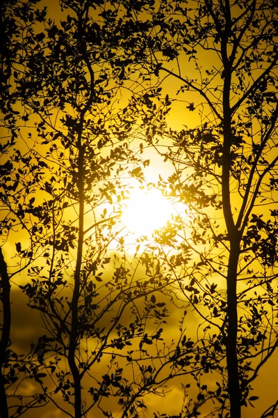 Silhouette arbre avec coucher de soleil ciel — Photo