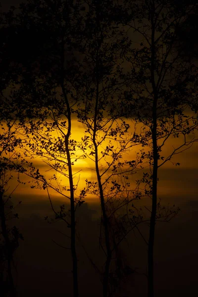 सूर्यास्त आकाश के साथ सिल्हूट पेड़ — स्टॉक फ़ोटो, इमेज