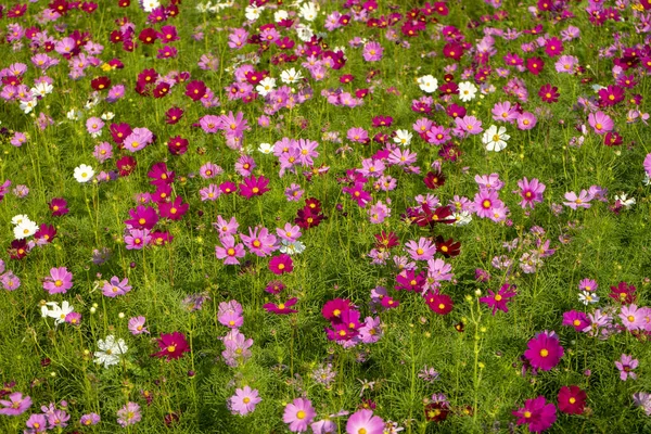 Japanese cosmos flowers — Stock Photo, Image