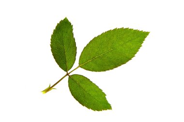 Yakın Floribunda kırmızı gül çiçek