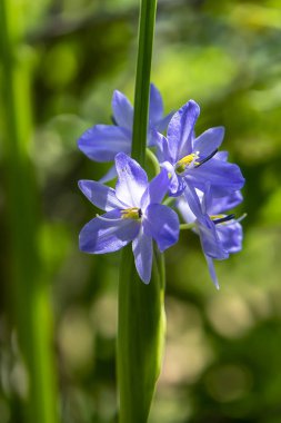 Menekşe çiçek kadar kapatın