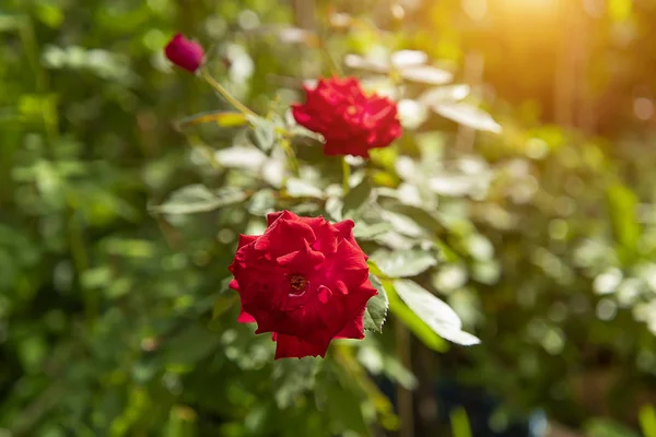 Rot von Damast Rose Blume. — Stockfoto