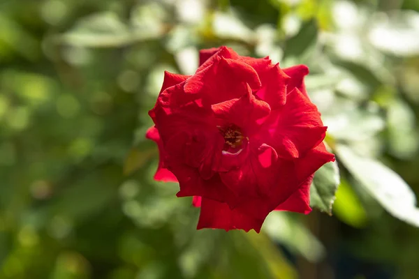 Zbliżenie czerwony Floribunda Róża Kwiat — Zdjęcie stockowe