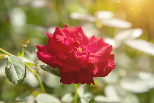 Gros plan rouge de Floribunda rose fleur — Photo