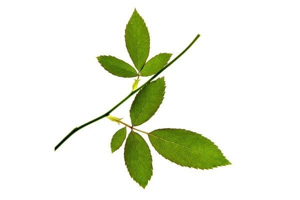 Close up leaves of Floribunda rose. — Stock Photo, Image