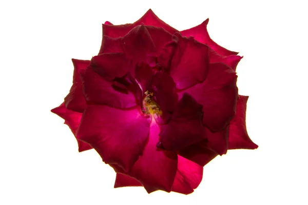 Primo piano rosso di Floribunda fiore di rosa — Foto Stock