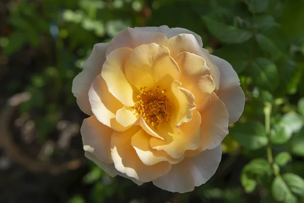 Miękki pomarańczowy kwiat róży — Zdjęcie stockowe