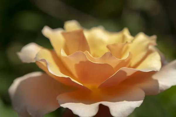 Rosa naranja suave flor — Foto de Stock