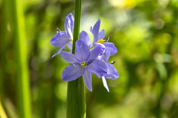 Cerca de flor violeta — Foto de Stock