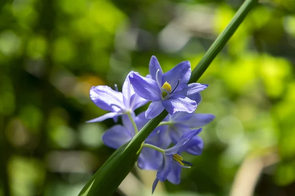 Fechar flor violeta — Fotografia de Stock