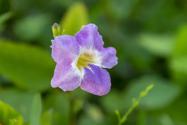 Asystasia gangetica çiçek yakın çekim. — Stok fotoğraf