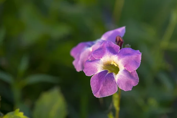 Nahaufnahme der Blume asystasia gangetica. — Stockfoto
