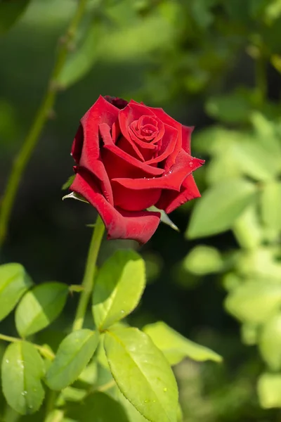 Rojo de flor de rosa damasco . —  Fotos de Stock