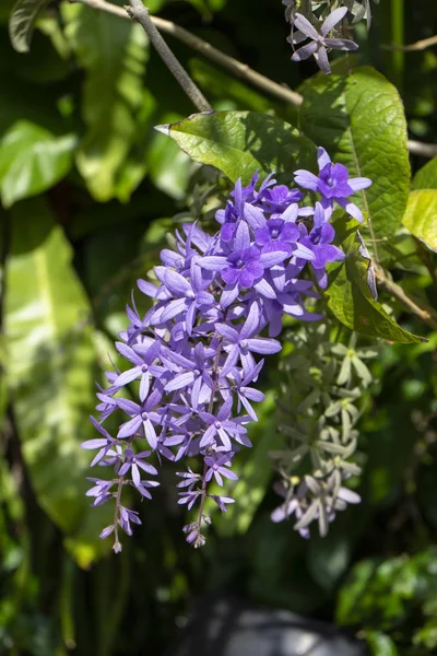 紫色の花の背景のクローズ アップ. — ストック写真