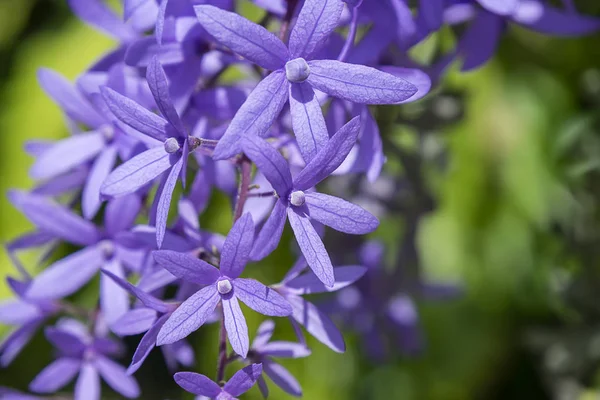 Primer plano de fondo de flor violeta . —  Fotos de Stock