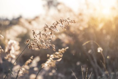 Gün batımı arka plan ile çimen çiçek.